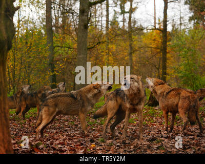 Le loup gris d'Europe (Canis lupus lupus), le loup hurlant dans un pack à l'automne, l'Allemagne, la Bavière Banque D'Images