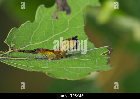 Puss moth (Cerura vinula, Dicranura vinula), Caterpillar de manger au peuplier peuplier, Allemagne Banque D'Images