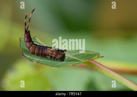 Puss moth (Cerura vinula, Dicranura vinula), Caterpillar de manger au peuplier peuplier, Allemagne Banque D'Images