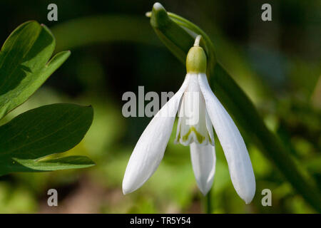 Snowdrop Galanthus nivalis (commune), fleur, Allemagne Banque D'Images