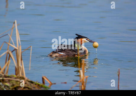 Grèbe huppé (Podiceps cristatus), disposer une coquille vide du nid, vue de côté, l'Allemagne, Bavière, Niederbayern, Basse-Bavière Banque D'Images