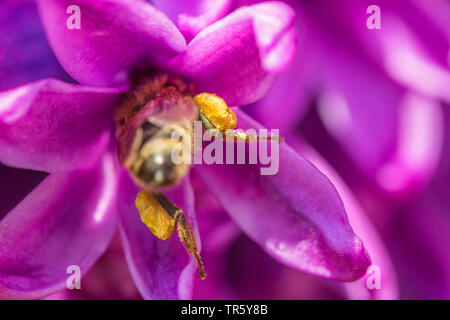 Abeille, ruche abeille (Apis mellifera mellifera), avec pollenload nectar dans la recherche les fleurs de jacinthe, Allemagne, Bavière, Niederbayern, Basse-Bavière Banque D'Images