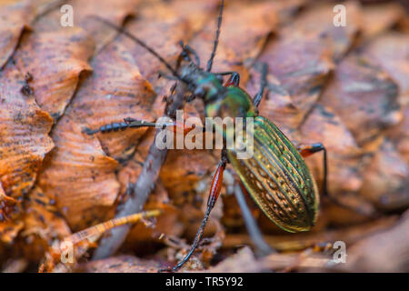 Domaine zabre (Carabus granulatus), pris un ver de terre, de l'Allemagne, de Bavière, Niederbayern, Basse-Bavière Banque D'Images