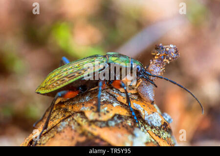 Domaine zabre (Carabus granulatus), avec pris terre ver, vue de côté, l'Allemagne, Bavière, Niederbayern, Basse-Bavière Banque D'Images