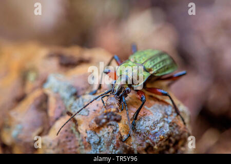 Domaine zabre (Carabus granulatus), manger un ver de terre, de l'Allemagne, de Bavière, Niederbayern, Basse-Bavière Banque D'Images