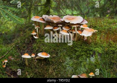 Touffe Hypholoma capnoides (conifères), des organes de fructification, Allemagne Banque D'Images