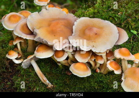 Touffe Hypholoma capnoides (conifères), des organes de fructification, Allemagne Banque D'Images