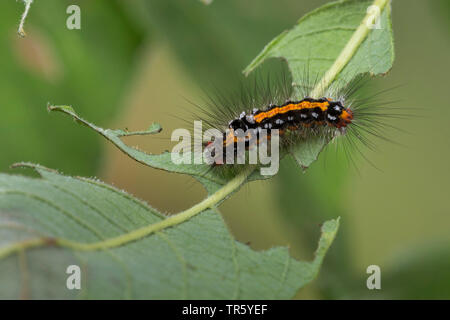 Queue jaune, l'or-tail (Euproctis similis, Porthesia similis, Sphrageidus similis), Caterpillar mangeant à l'Allemagne, citrine Banque D'Images