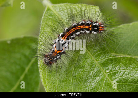 Queue jaune, l'or-tail (Euproctis similis, Porthesia similis, Sphrageidus similis), Caterpillar mangeant à l'Allemagne, citrine Banque D'Images