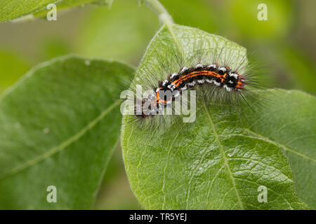 Queue jaune, l'or-tail (Euproctis similis, Porthesia similis, Sphrageidus similis), Caterpillar mangeant à l'Allemagne, citrine Banque D'Images