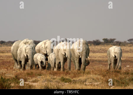 L'éléphant africain (Loxodonta africana), troupeau d'éléphants marcher après le bain de boue à travers la savane, de la Namibie, Etosha National Park Banque D'Images