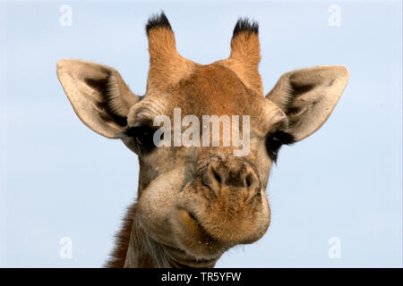 Girafe (Giraffa camelopardalis), la mastication, portrait, Namibie, Etosha National Park Banque D'Images