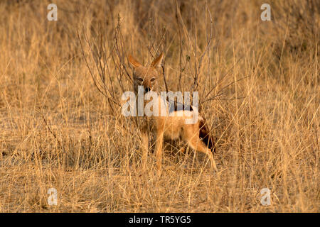 Le chacal à dos noir (Canis mesomelas), debout dans la savane, de la Namibie, Etosha National Park Banque D'Images