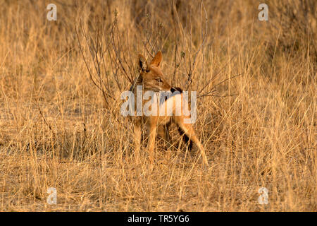 Le chacal à dos noir (Canis mesomelas), debout dans la savane, de la Namibie, Etosha National Park Banque D'Images