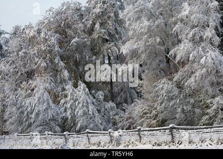 Snowy forest edge, Allemagne, Schleswig-Holstein Banque D'Images