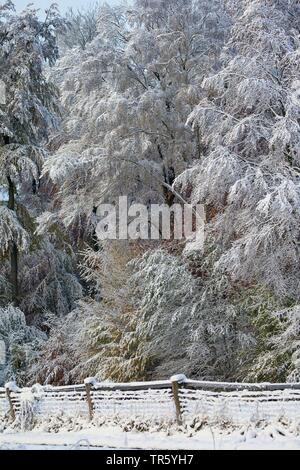 Snowy forest edge, Allemagne, Schleswig-Holstein Banque D'Images