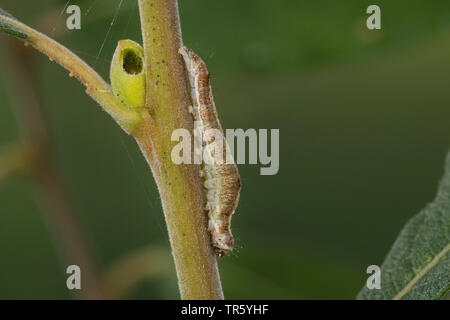 Bordé de crème de pois verts (Earias clorana clorana, Phalaena), Caterpillar eating at willow, Allemagne Banque D'Images