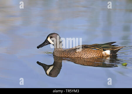 Les sarcelles à ailes bleues (Anas discors, spatule discors), natation homme, reflétant , USA, Florida, Gainesville, zones humides Sweetwater Banque D'Images