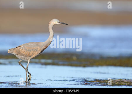 Aigrette garzette (Egretta rufescens rougeâtre), juvénile à la plage, USA, Floride, Fort Myers Beach Banque D'Images