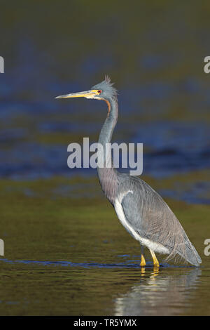 Louisiane le héron, aigrette tricolore (Egretta tricolor), debout dans l'eau, USA, Floride, Myakka National Park Banque D'Images