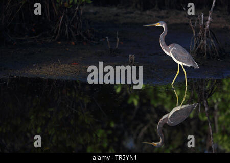 Louisiane le héron, aigrette tricolore (Egretta tricolor), en eau peu profonde, USA, Floride, Merritt Island National Wildlife Refuge Banque D'Images