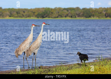 Grue du Canada (Grus canadensis canadensis), Antigone, la paire se tenant debout sur le lac, USA, Floride, Myakka National Park Banque D'Images