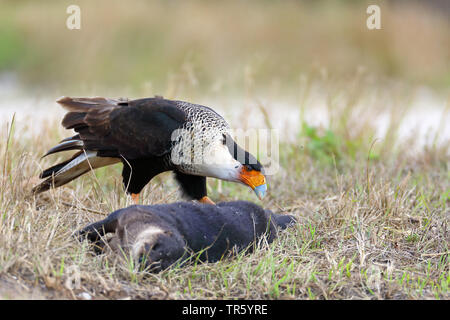 Le nord de Caracara huppé (Caracara cheriway), l'alimentation sur les morts de la loutre, de l'USA, Floride Banque D'Images