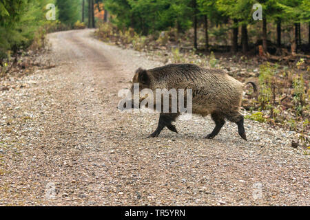 Le sanglier, le porc, le sanglier (Sus scrofa), le sanglier traversant route forestière, l'Allemagne, la Bavière Banque D'Images