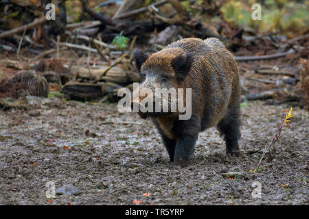 Le sanglier, le porc, le sanglier (Sus scrofa), sanglier dans wallow, Germany Banque D'Images