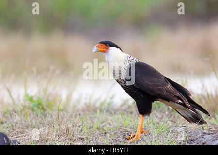 Le nord de Caracara huppé (Caracara cheriway), debout sur l'herbe, USA, Floride Banque D'Images