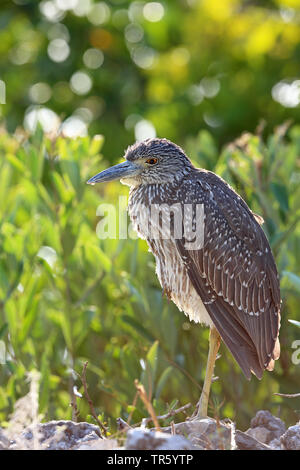 Le jaune bihoreau gris (Nycticorax violaceus, Nyctanassa violacea), les jeunes en birdk standin mangrove, USA, Floride, l'île de Sanibel Banque D'Images