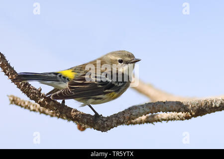 La paruline à croupion jaune (Dendroica coronata), assis sur un arbre, USA, Floride, Kissimmee Banque D'Images