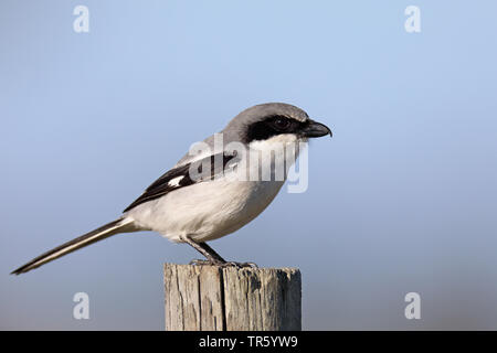 Pie-grièche migratrice (Lanius ludovicianus), siiting on a wooden post, USA, Floride, Kissimmee Banque D'Images
