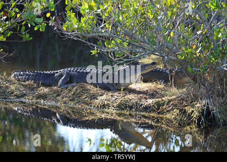 Alligator Alligator mississippiensis (), située au bord d'une mangrove, USA, Floride, Merritt Island National Wildlife Refuge Banque D'Images