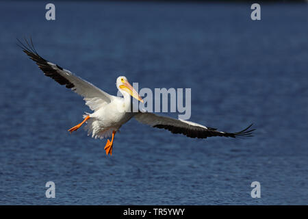 Pélican blanc (Pelecanus erythrorhynchos), l'atterrissage sur l'eau, aux États-Unis, en Floride, l'île de Sanibel Banque D'Images