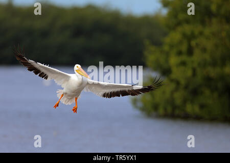 Pélican blanc (Pelecanus erythrorhynchos), l'atterrissage sur l'eau, aux États-Unis, en Floride, l'île de Sanibel Banque D'Images