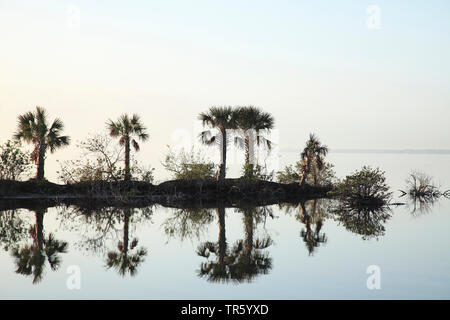 Sabal palmetto (Palmetto), groupe se reflétant dans l'eau dans la soirée, USA, Floride, Merritt Island National Wildlife Refuge Banque D'Images