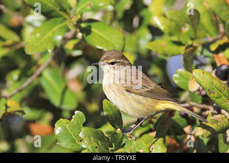 Paruline à couronne rousse (Dendroica palmarum), assis sur un bush, USA, Floride, Kissimmee Banque D'Images