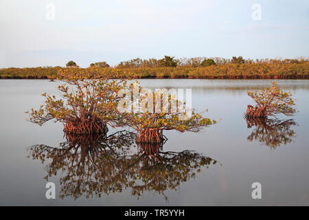 Mangrove rouge (Rhizophora mangle), trois arbres dans la mer, USA, Floride, Merritt Island National Wildlife Refuge Banque D'Images