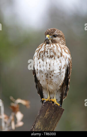 La Buse à épaulettes (Buteo lineatus), en plumage juvénile, assis sur un post, USA, Floride, Kissimmee Banque D'Images