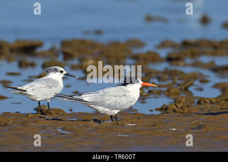 Sterne élégante (Thalasseus elegans Sterna elegans), deux Sternes élégantes en permanent de boue, l'Espagne, Chipiona, Montijo Bucht Banque D'Images