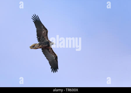 Percnoptère (Neophron percnopterus), un vol en plumage juvénile, l'Espagne, Tarifa Banque D'Images