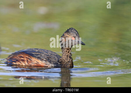 Grèbe à cou noir (Podiceps nigricollis), natation, Pays-Bas, Groningen Banque D'Images