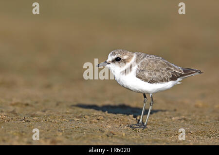 Kentish Plover (Charadrius alexandrinus), sur la plage, l'Espagne, Andalousie, Bolonia Banque D'Images