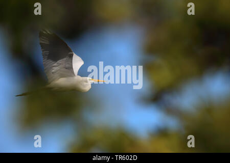 Grande Aigrette Grande Aigrette (Egretta alba, Casmerodius albus, Ardea alba), voler, USA, Floride, l'île de Sanibel Banque D'Images