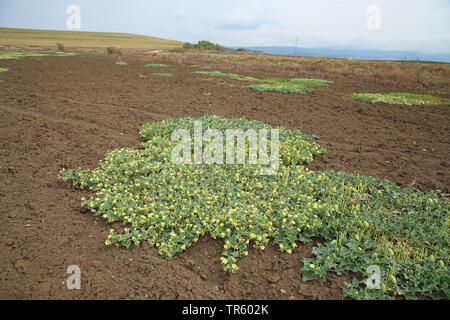 Squirting cucumber, Squirting sauvage Ecballium elaterium (Cucmber), sur un champ, l'Espagne, l'Andalousie, La Janda Banque D'Images