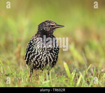 Étourneau sansonnet (Sturnus vulgaris), assis sur les herbages, Pays-Bas, Frise Banque D'Images