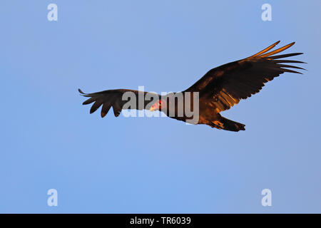 Urubu à tête rouge (Cathartes aura), volant dans le ciel bleu, vue latérale, USA, Floride, l'île de Sanibel Banque D'Images