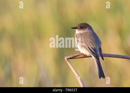 Moucherolle phébi (Sayornis phoebe), assis à reed, USA, Floride, zones humides Sweetwater Banque D'Images