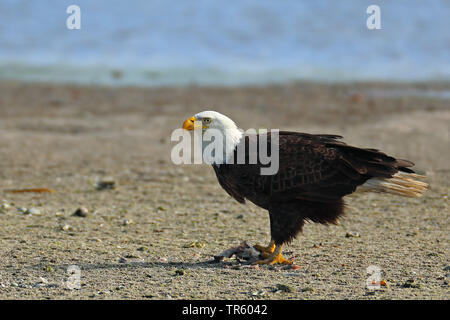 American Bald Eagle (Haliaeetus leucocephalus), debout sur un banc, vue latérale, USA, Floride, l'île de Sanibel Banque D'Images